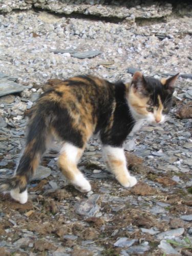 ti minou que j'adorais beaucoup ! :)