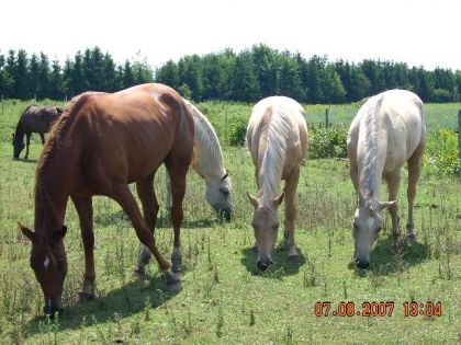 Plusiquers chevaux au champs