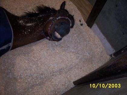 cheval qui retrousse la lèvre
