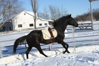Cheval noir avec surfaix