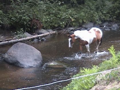 La belle Sedna à la découverte de la rivière (10 aout 2007)