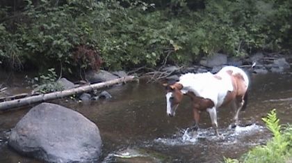 Cheval dans la rivière