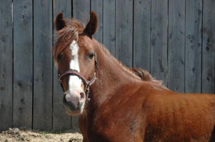 cheval alezan