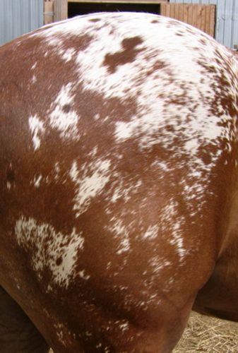 EN VOULEZ VOUS DE LA FESSE D'APALOOSA?
