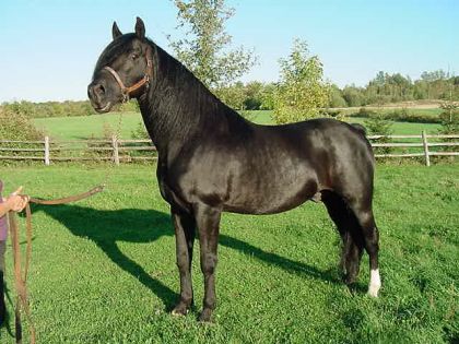 Voici le 'Papa' de mon gros garçon!  (Ranch L Nicot Zorro)
