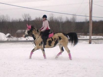 jument pie au trot dans la neige