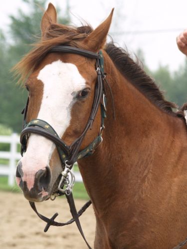 Portrait tête de cheval