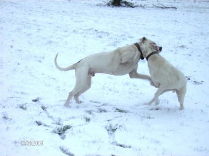 deux chiens jouant