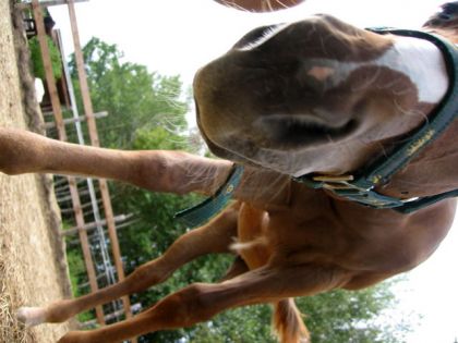 Cheval qui sent la caméra