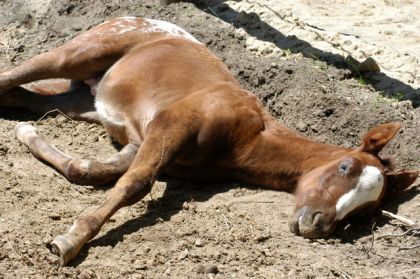 Cheval couché dans le sable