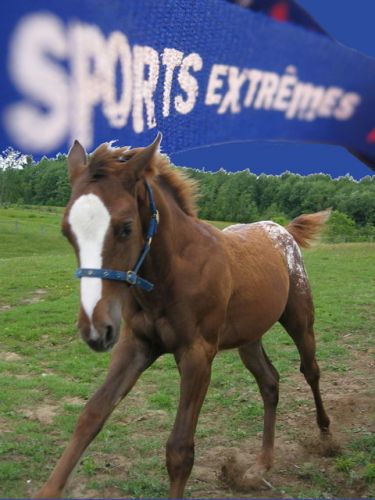 SPORT EXTRÈME