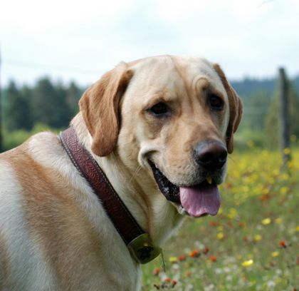 Chien beige avec collier