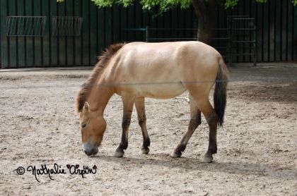 Cheval de Przewalski, zoo de Granby