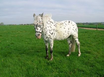 jument appaloosa leopard