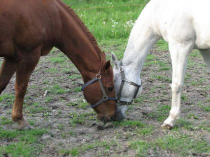 Deux chevaux, un brun et un blanc, broutte tête contre tête