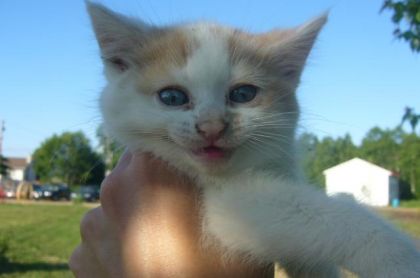 chaton impatient