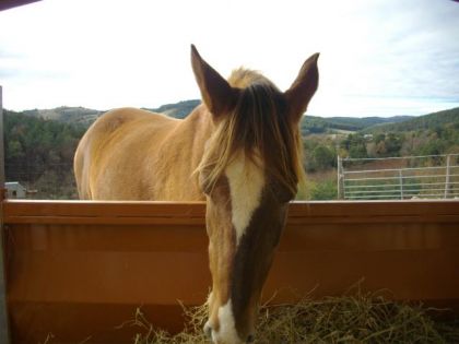 photo par Kissmedu48 Le foin c'est toute sa vie