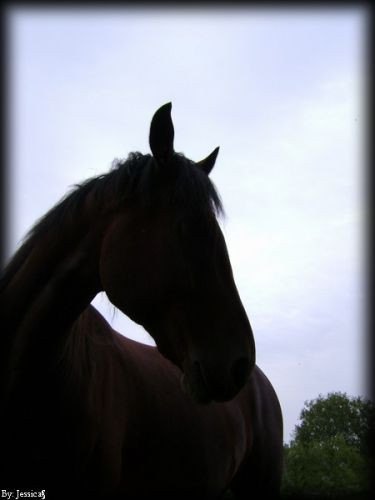 Cheval vu à contrejour