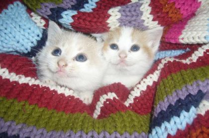 Magnifiques chatons de lécurie ...