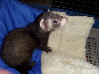 Léo mon furet