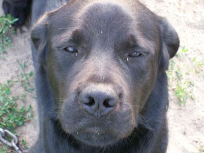 Mon chien Pouky (L)
