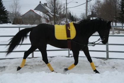 cheval avec enrennement et surfaix