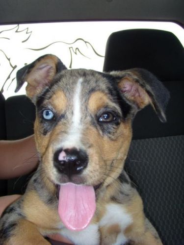 Le chien de mon amie