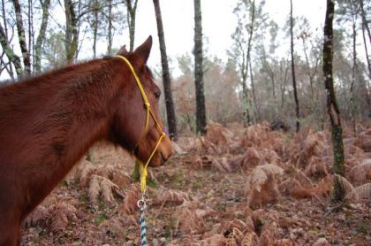Petite balade dans les bois.