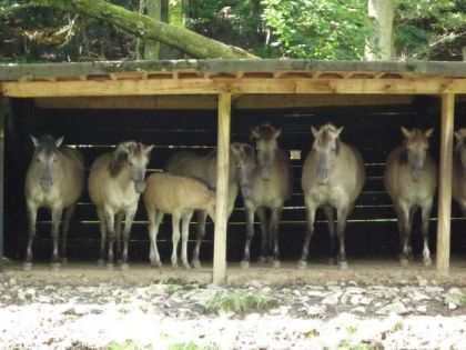 Jdr vraiment cette photo !! ( Chevaux des Grottes de Han en...