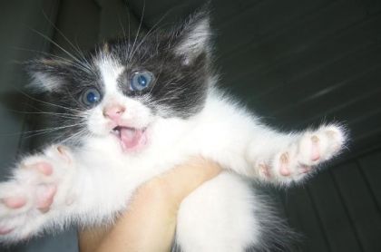 Petit chaton de l'écurie qui ne m'aimait pas beaucoup... XD