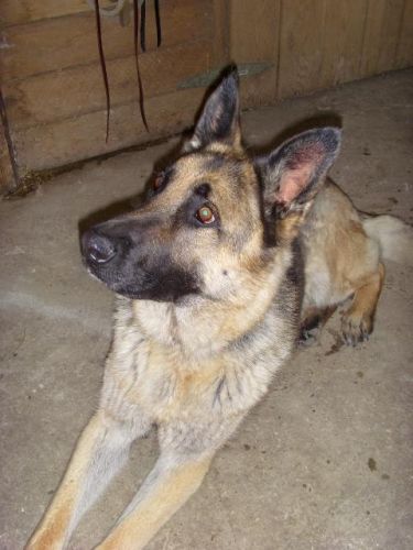 Bandi