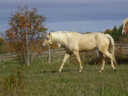 Cheval dans un pré