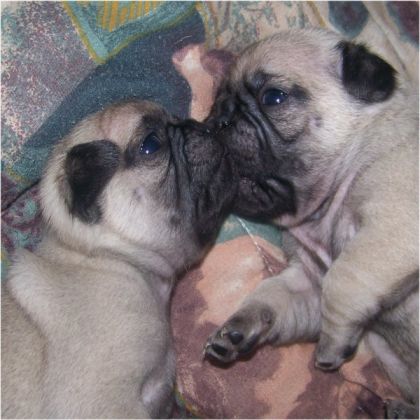 Ils sont tellement mignions:) bébés Pug de 3 semaines