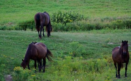 Canadiens en liberté! Les crinières très longues et négligées!...