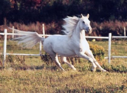 un petit galop!!!