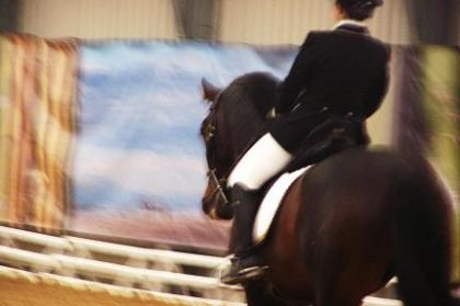 PRE de 5 ans d&eacute;roulant une reprise &agrave; Cheval Passion 2010 ...