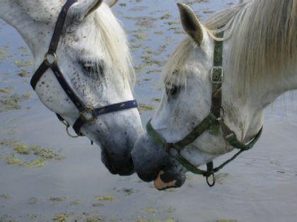 Deux chevaux nez à nez