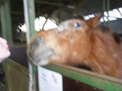 pirouette dans son box attend sa carrote