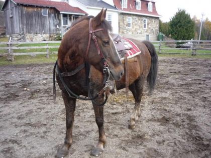 jument avec un harnachement western