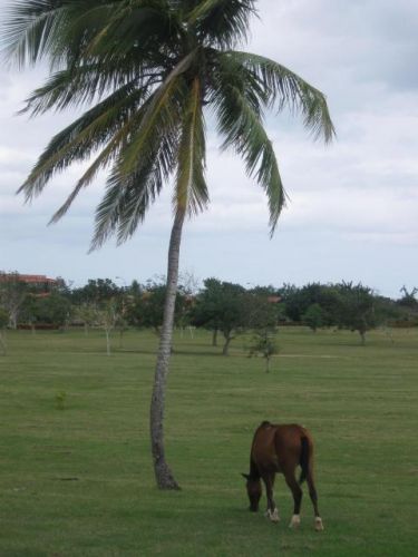Cheval a cuba :)