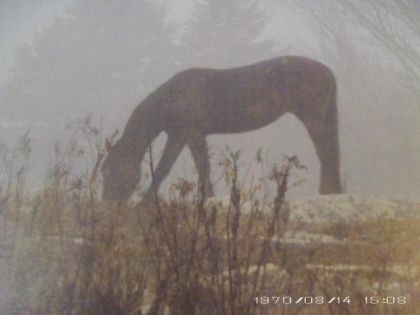 cheval dans la brume