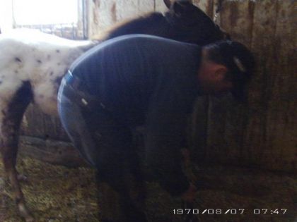 photo par ti-pou entretien des sabots d'un poulain