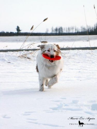 chien qui rapporte son jouet