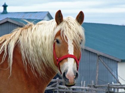 Cheval à la crinière blonde