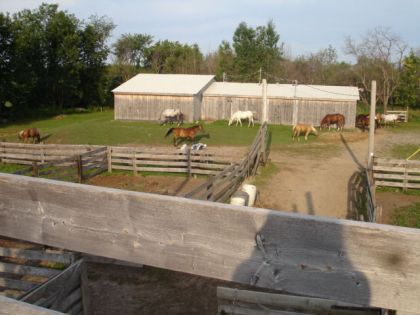 les chevaux au ranch a 7 00 am!ils veulent tous rentrer pour le...