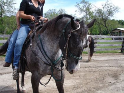 Un appaloosa gris