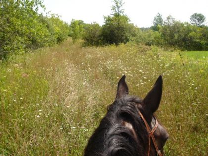 Randonnée à cheval dans le pré en été