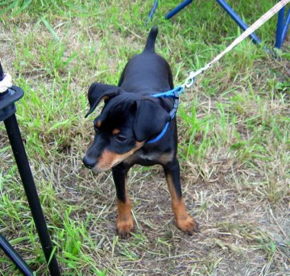 Un beau p'tit Doberman miniature. J'le surnommait...