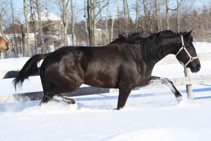 Pas facile dans la grosse neige!