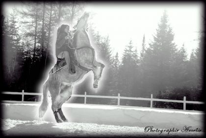 Une fille a l'&eacute;curie avec son cheval au cabr&eacute;